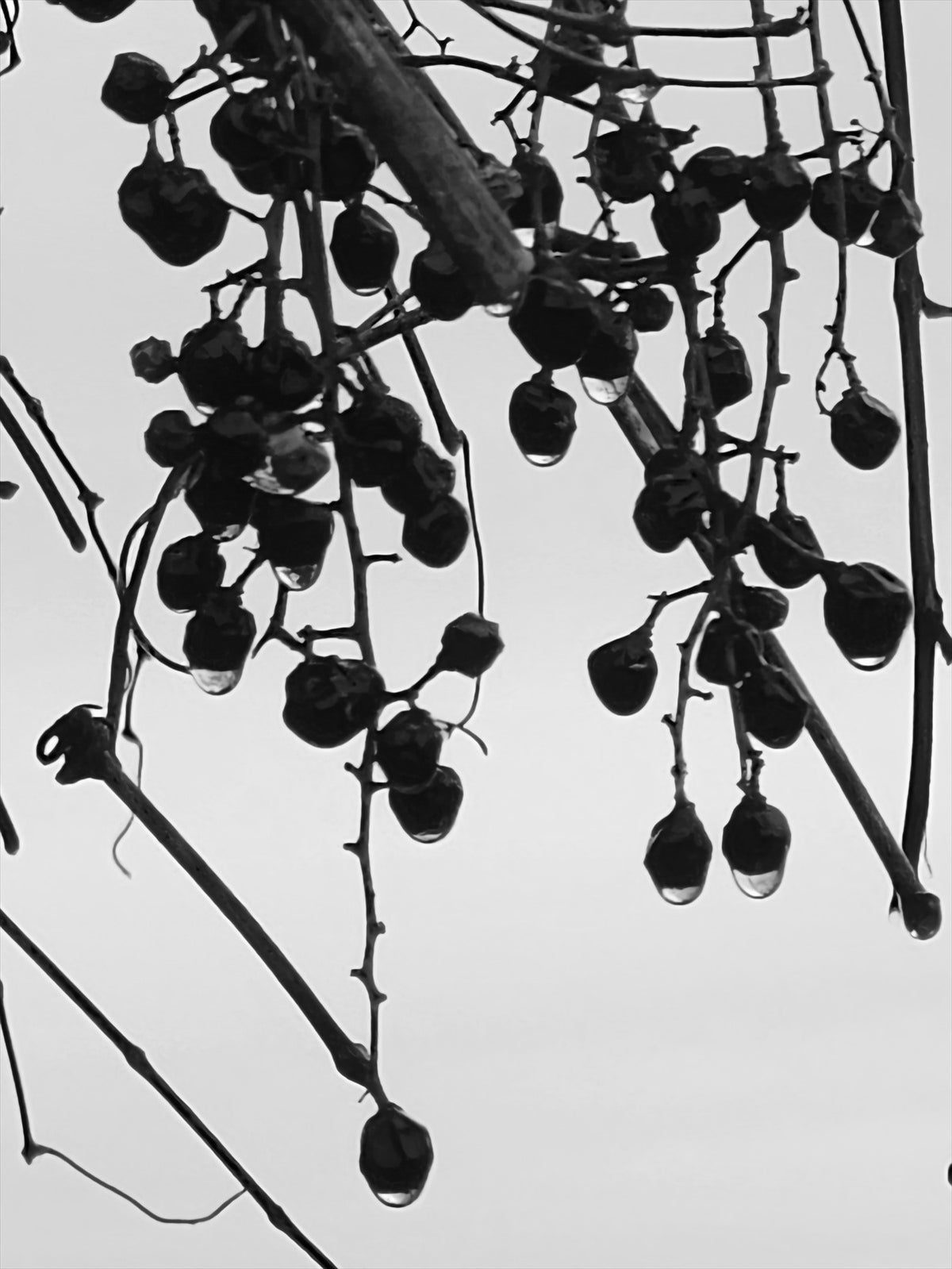 Winter Berries — black and white fine art photography by Arlek Hope Gallery