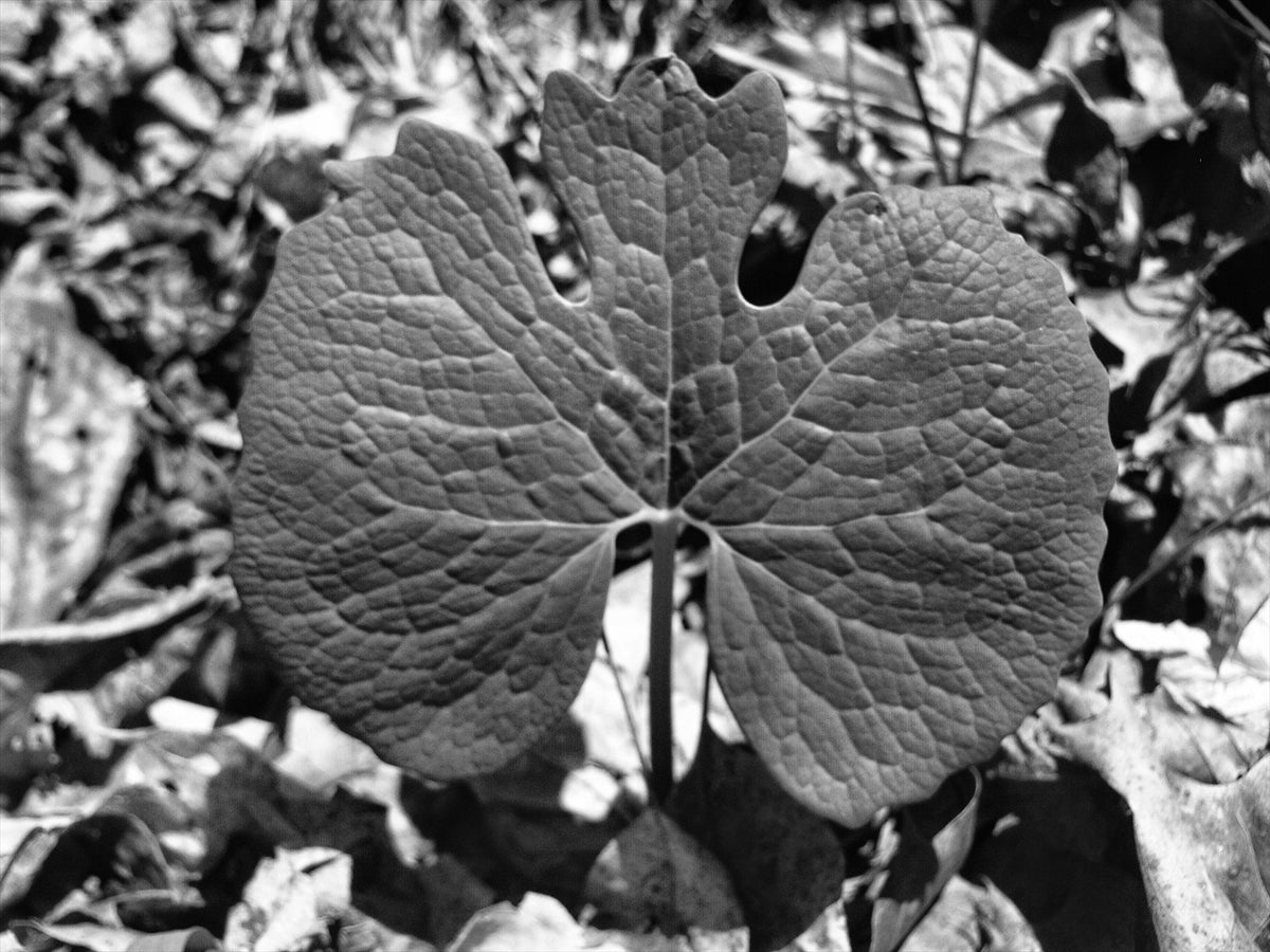 Heartleaf Study — black and white fine art photography by Arlek Hope Gallery