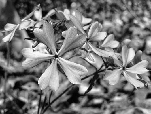 Arlek B&W No. 0035 — Botanical Study | Arlek Hope Gallery