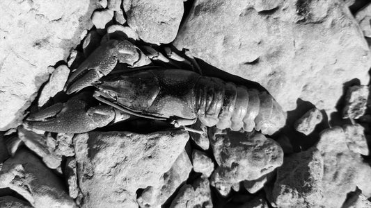 Crawdad on Stone — black and white fine art photography by Arlek Hope Gallery