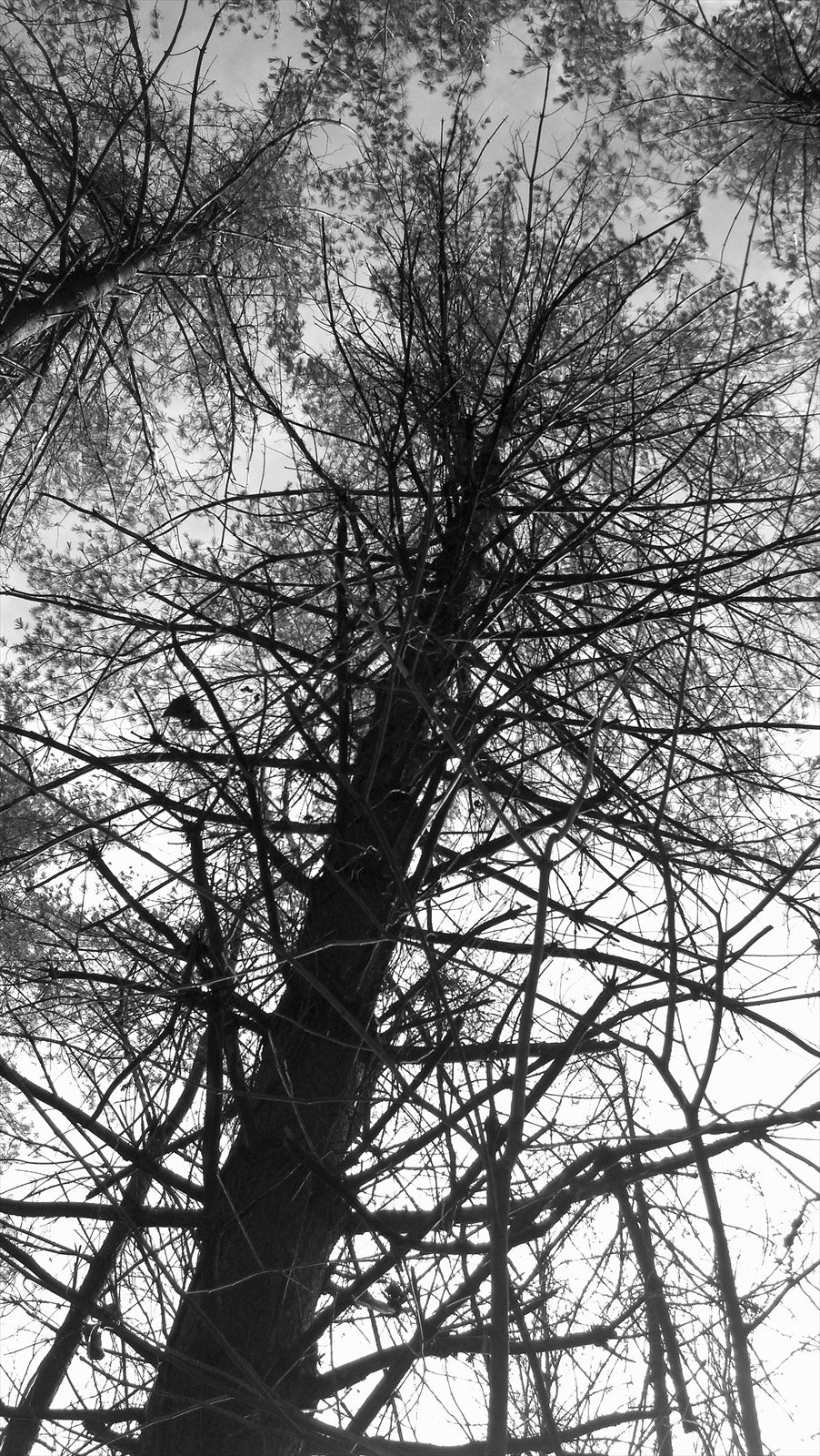 Arlek B&W No. 0066 — Archive Study | Arlek Hope Gallery