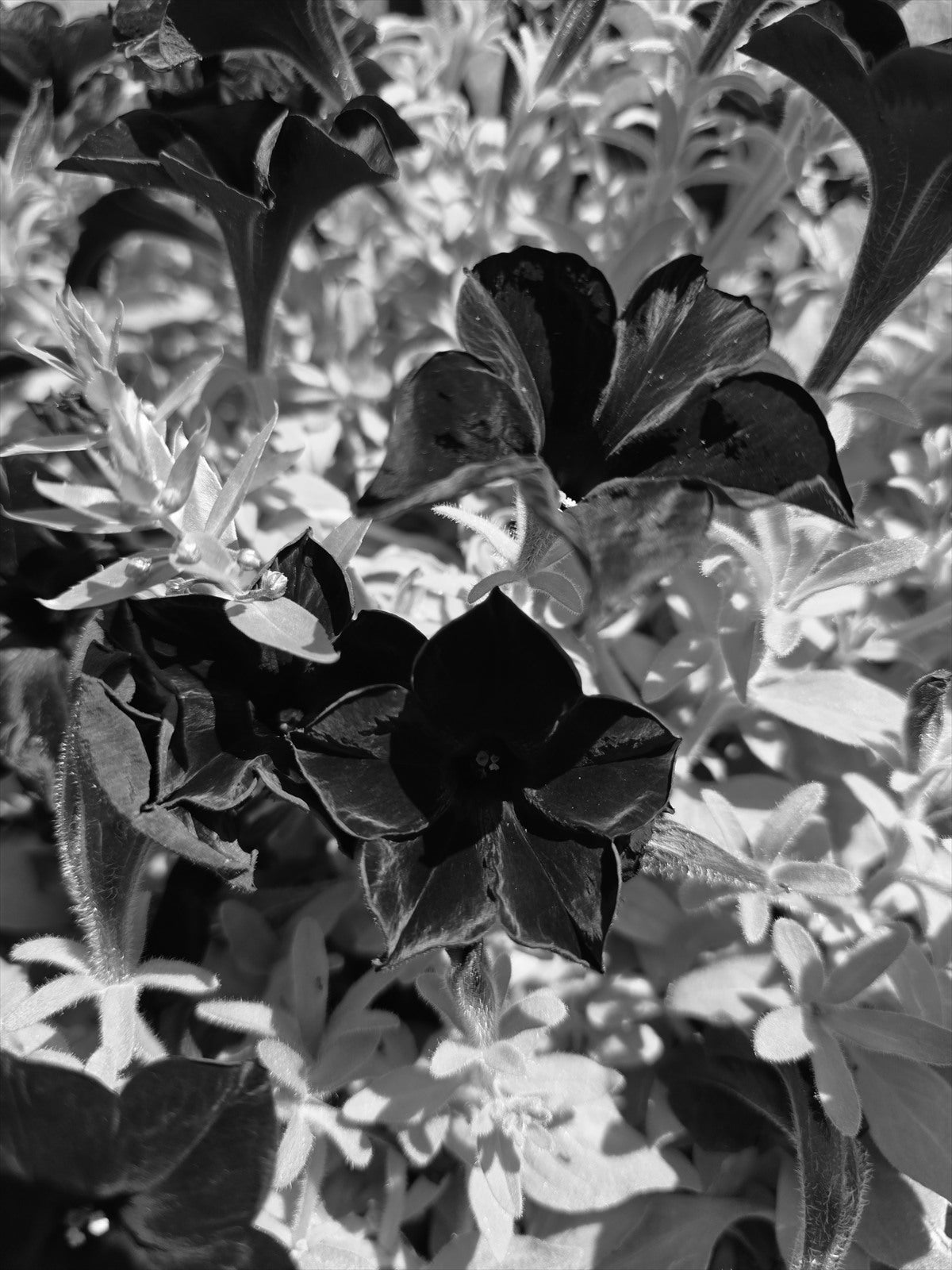 Arlek B&W No. 0072 — Botanical Study | Arlek Hope Gallery