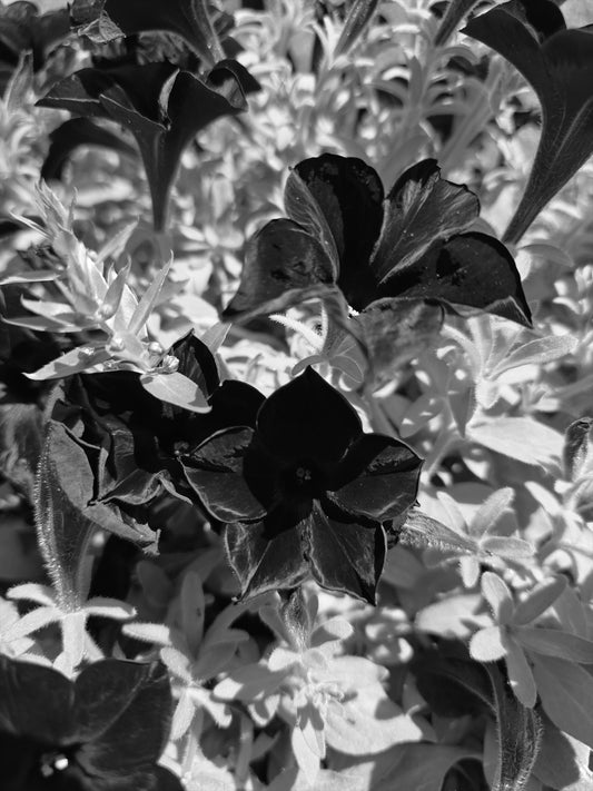 Arlek B&W No. 0072 — Botanical Study | Arlek Hope Gallery