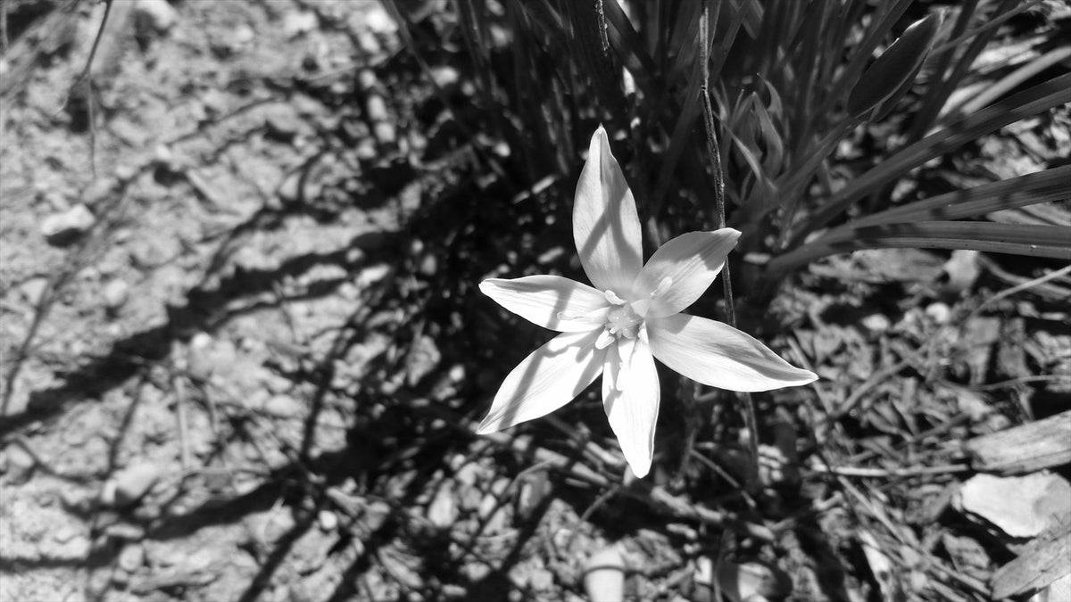 Arlek B&W No. 0075 — Botanical Study | Arlek Hope Gallery