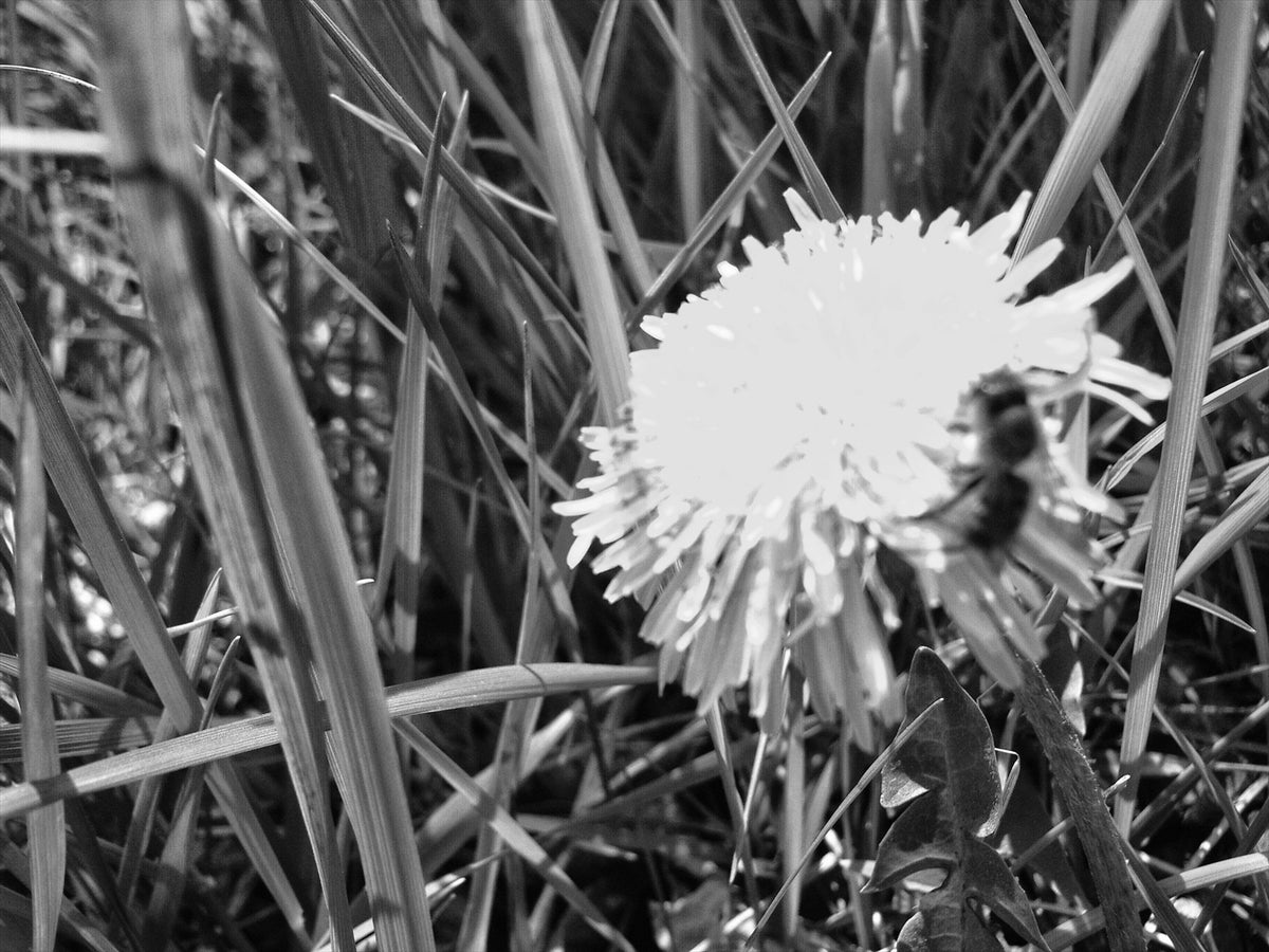 Arlek B&W No. 0080 — Botanical Study | Arlek Hope Gallery
