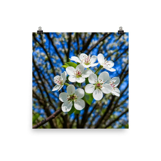 Cherry Blossom Fine Art Print • Spring Floral Wall Decor