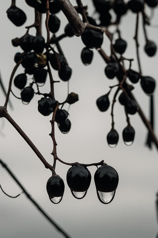 Artistic Winter Berry Print • Painterly Water Droplet Macro • Moody Botanical Wall Art • Textured Nature Decor • Neutral Winter Artwork”