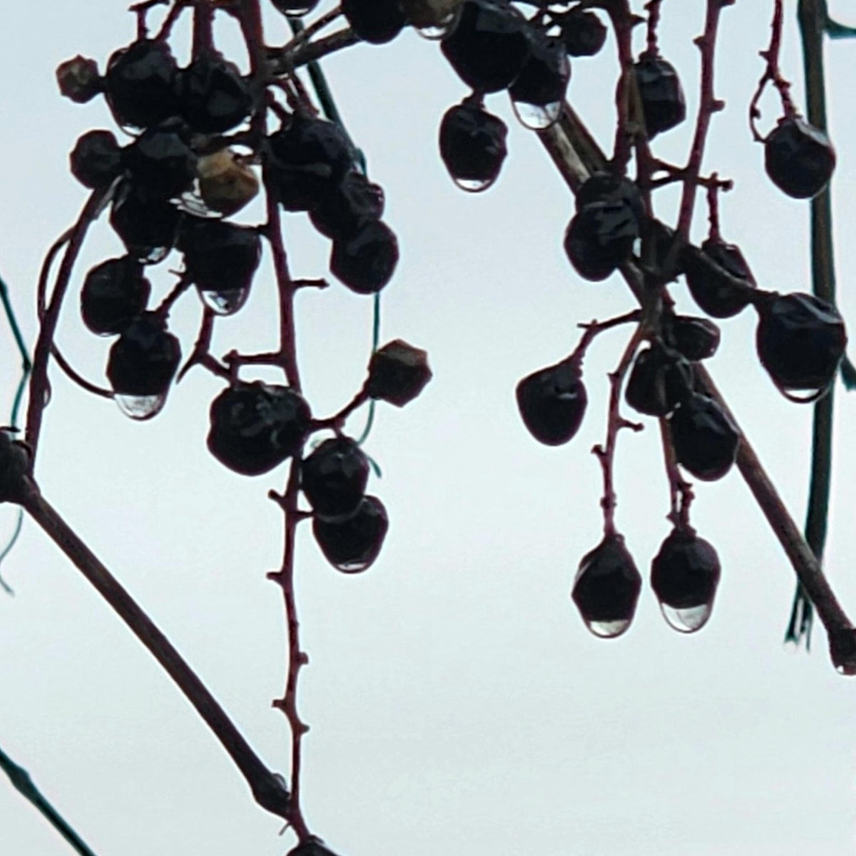 Winter Berry Macro No.8 – Frosted Purple Berries Fine Art Photography