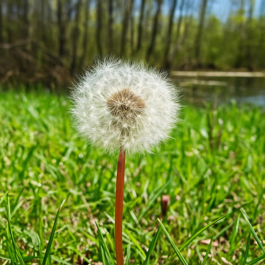 Dandelion Seed Head Art Print – Nature Photography, Botanical Decor