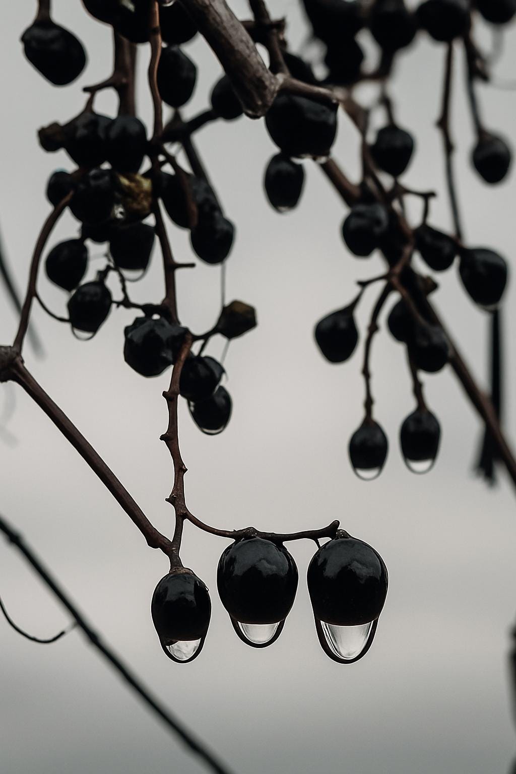 Artistic Winter Berry Print • Painterly Water Droplet Macro • Moody Botanical Wall Art • Textured Nature Decor • Neutral Winter Artwork”