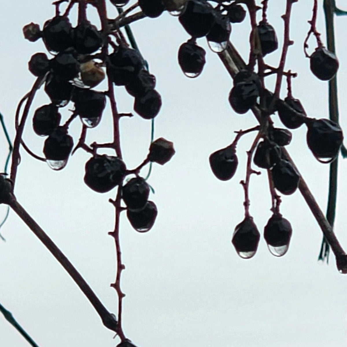 Winter Berry Macro No.8 – Frosted Purple Berries Fine Art Photography