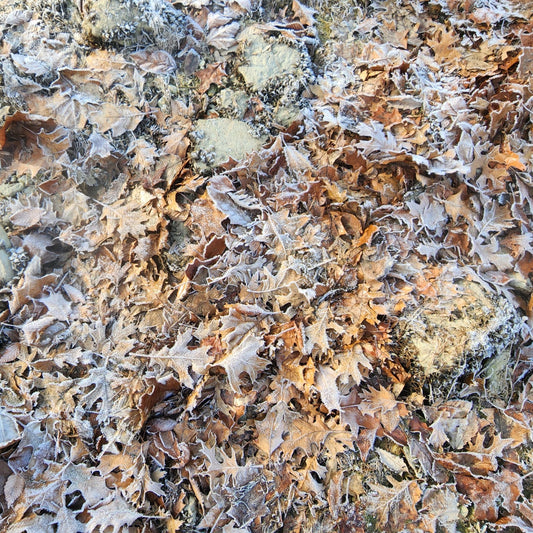 Winter Shoreline Abstract No. 6 — Frosted Autumn Leaves & Ice Crystals | Arlek Hope Gallery
