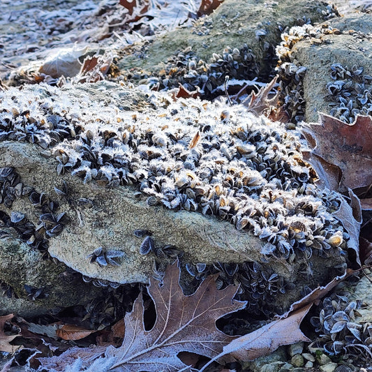 Winter Shoreline Abstract No.8 — Frosted Stone Cluster Texture | Blue Minimalist Winter Wall Art | Nature Photography Digital Download