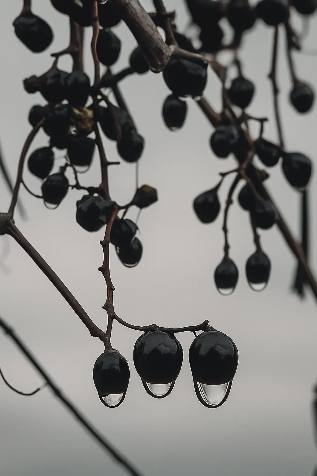 Winter Droplet Study No. 9 – Ink-Black Berries in the Cold Light