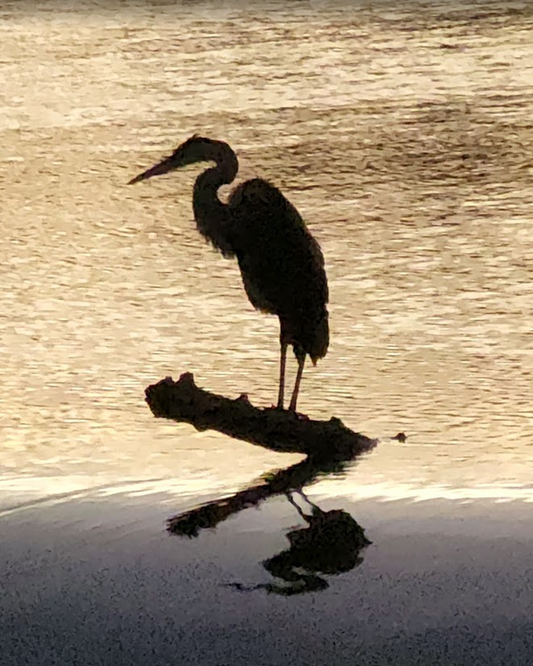 Golden Heron — Great Miami River | Fine Art Digital Download
